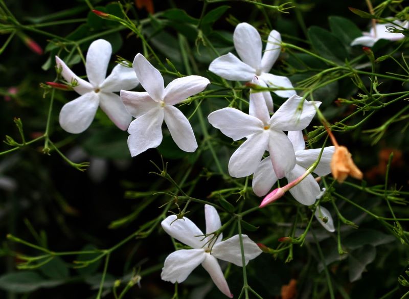 Scent of Summer Jasmine